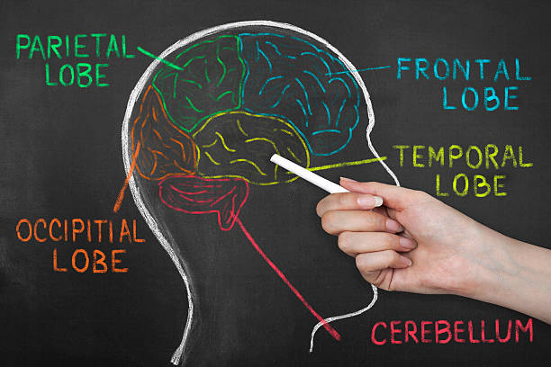 cérebro humano lobos no quadro. - parietal lobe imagens e fotografias de stock