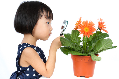 Asian Little Chinese Girl Looking at Flower through a Magnifying Glass isolated on White Background