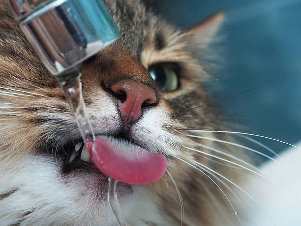 istock Funny cat with fangs drinking water in the bathroom 517371660