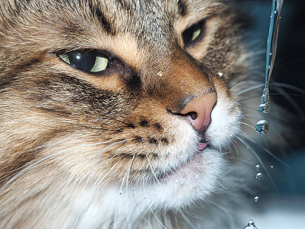 istock Funny cat with fangs drinking water in the bathroom 517371688