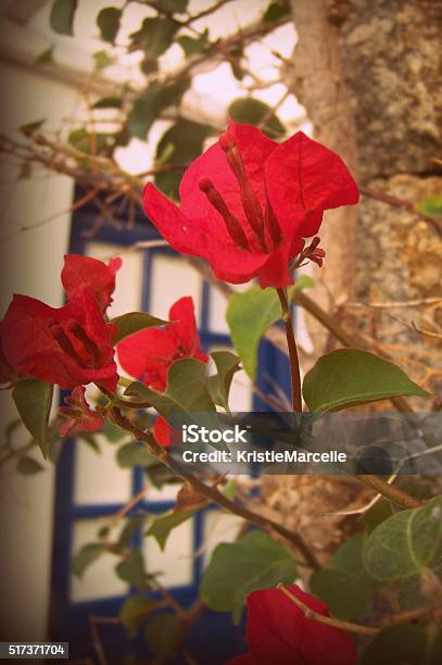 Blue Door Flowers Stock Photo - Download Image Now - Branch - Plant Part, Flower, Greece