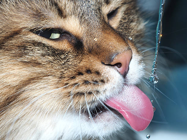 istock Funny cat with fangs drinking water in the bathroom 517371732
