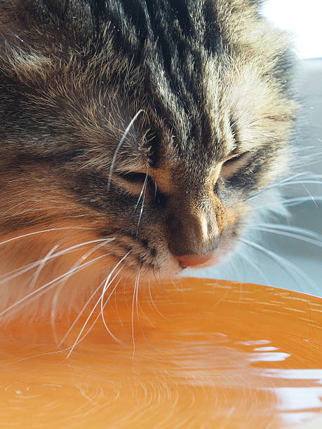 istock The cat drinks water from the orange plates 517371780