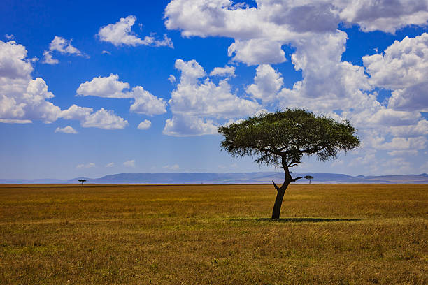 ケニア、東アフリカのマサイ mara 、リフトバレー - thorn ストックフォトと画像