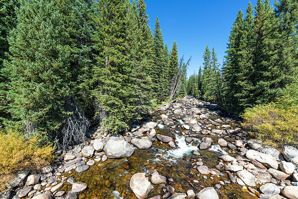 oeste tensleep creek - bighorn national forest blue wyoming green - fotografias e filmes do acervo