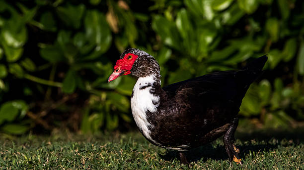 Muscovy Duck, Lake at The Hammocks, Kendall, Florida Muscovy Duck (Cairina moschata), Lake at The Hammocks, Kendall, Florida kendall stock pictures, royalty-free photos & images