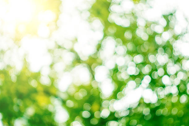 istock bokeh of nature background 517372406