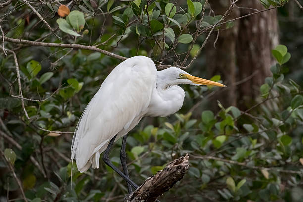 istock Great Egret, Big Cypress National Preserve, Florida 517372416