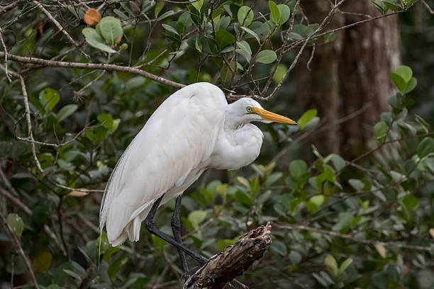 istock Great Egret, Big Cypress National Preserve, Florida 517372432