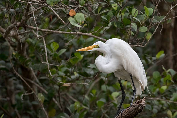 istock Great Egret, Big Cypress National Preserve, Florida 517372450