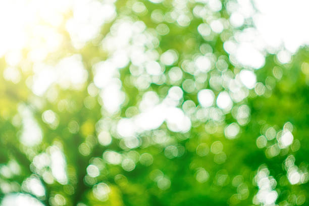 istock bokeh of nature background 517372486