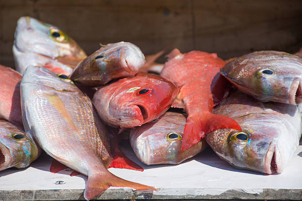 prise du jour - fish catch of fish seafood red snapper photos et images de collection