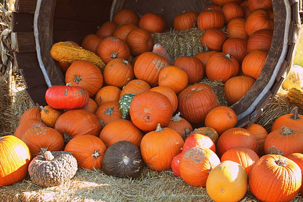 Fall Pumpkins stock photo