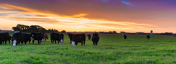 istock Grazinng at sunset 517373022