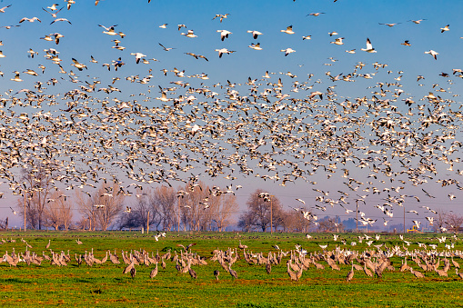 Flock of snow goose flying. Sandhill Cranes on the ground. 600mm lens. Canon 1Dx.