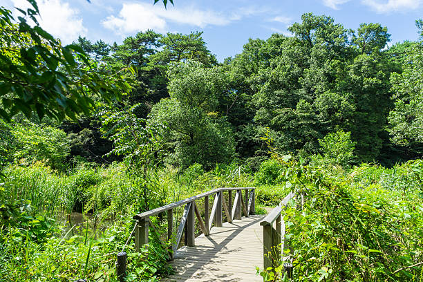istock Water garden / Affiliated natural education garden 517374592