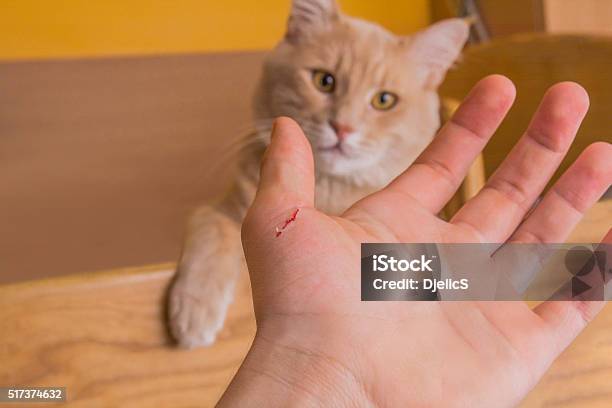 Mean Cat Stock Photo - Download Image Now - Pain, Domestic Cat, Scratched