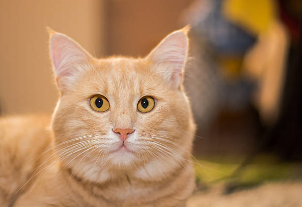Yellow mixed breed cat lying in the room