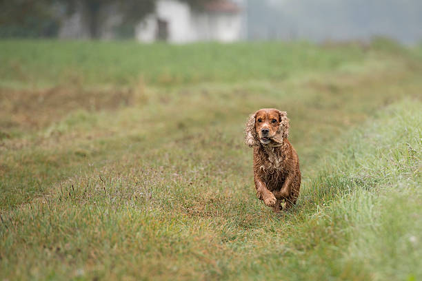 istock Happy dog while playing in the field in autumn time 517375003
