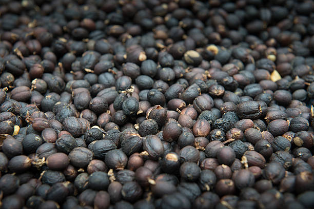 istock Coffee beans dried in the sun 517375006
