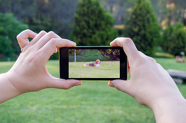istock taking a picture of your dog 517375539