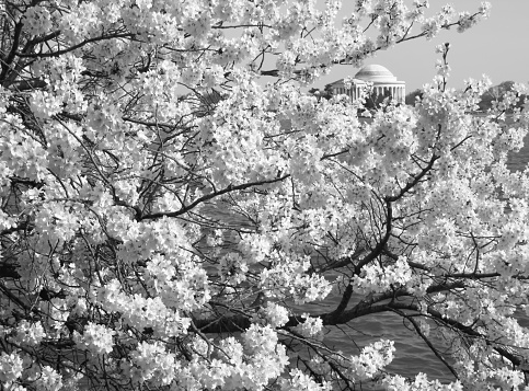 Black and White photo of cherry blossoms and Jefferson Memorial at the Tidal Basin in Washington DC during March.