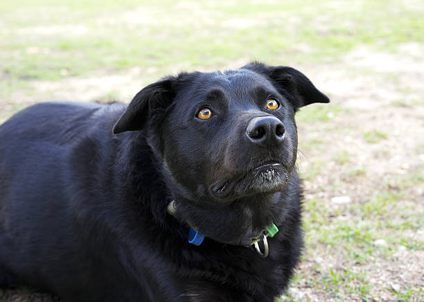 istock Black Australian Kelpie Dog 517376560