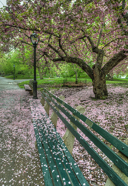 istock Prunus serrulata or Japanese Cherry 517376975