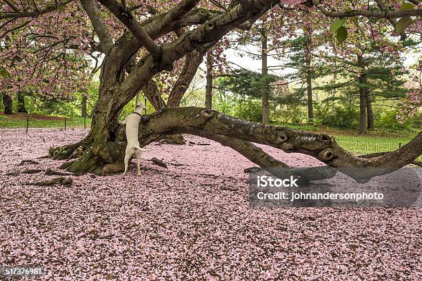 Prunus Serrulata Or Japanese Cherry Stock Photo - Download Image Now - Central Park - Manhattan, Cherry Blossom, Dog