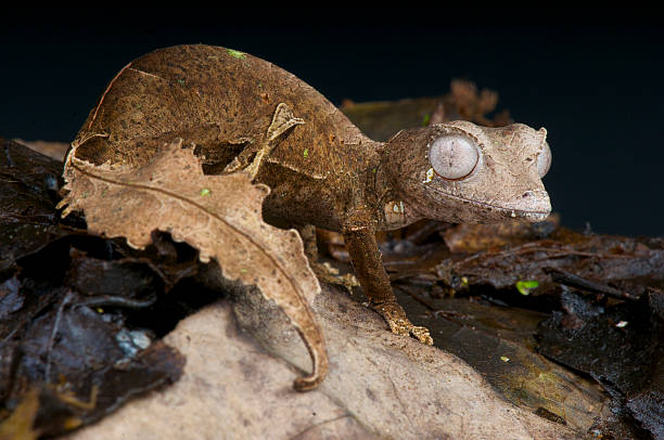Satanic leaf-tailed gecko / Uroplatus phantasticus