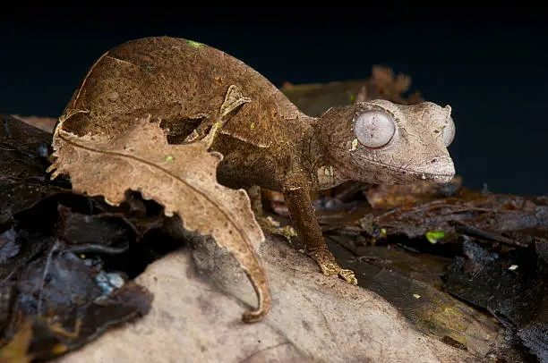 The Satanic leaf-tailed gecko is a spectacular, camouflaged, lizard species endemic to the last remaining highland rain forests of Madagascar.