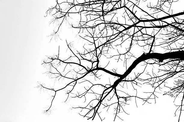 istock White and black branches of trees. 517377277