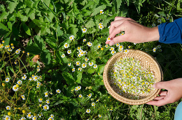 herborista mano retiro camomile flor flores de hierbas - tea women beauty pampering fotografías e imágenes de stock