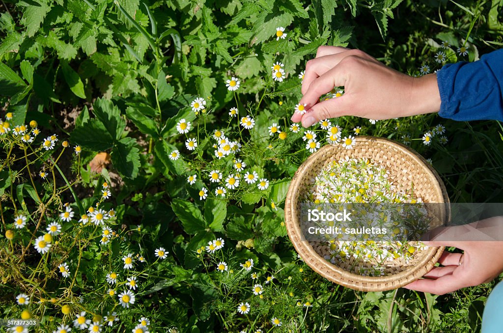 herbalist hand pick camomile herbal flower blooms Herbalist hand pick camomile herbal flower blooms to wooden wicker dish in garden. Alternative medicine. Picking - Harvesting Stock Photo