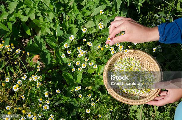Herbalist Hand Pick Camomile Herbal Flower Blooms Stock Photo - Download Image Now - Picking - Harvesting, Herbal Medicine, Herb