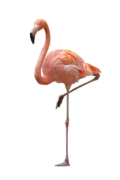 Flamingo on a white background.