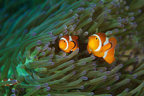 istock Clown Fishes 517378383