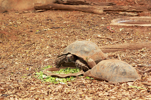 istock Crawling tortoise in the nature 517378443