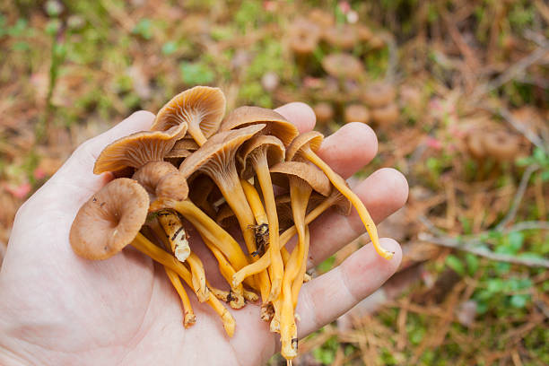 istock Yellowfeet on a hand 517378447
