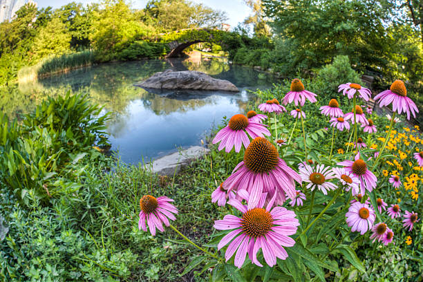 istock Gapstow bridge Central Park, New York City 517378689