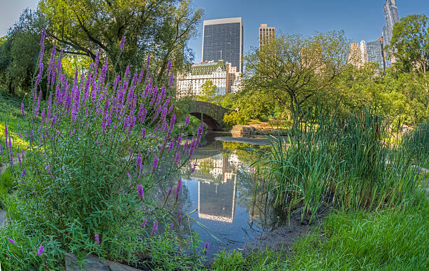 istock Gapstow bridge Central Park, New York City 517378697