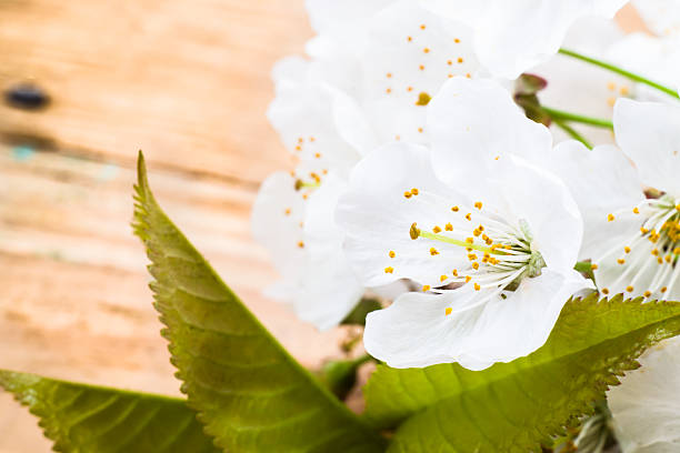 Fruit blossom macro petals on wood background.