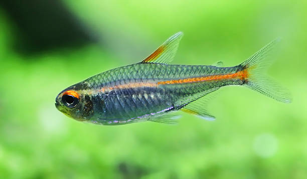 istock Clsoseup oa a glowlight tetra 517379730