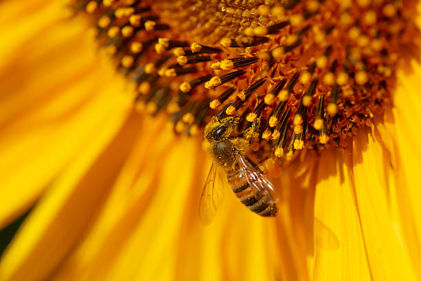istock Honeybee on sunflower. 517381153