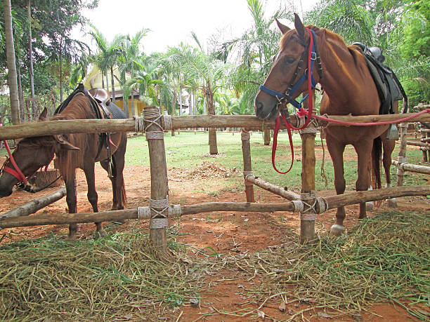 istock Close-up horse in the farm 517381325