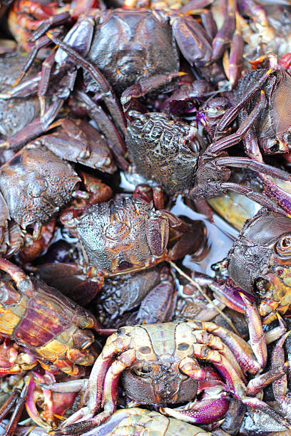 istock Fresh crab on the market. 517381331