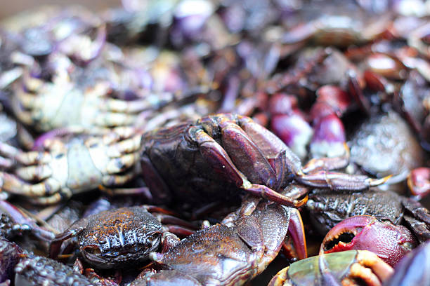 istock Fresh crab on the market. 517381343