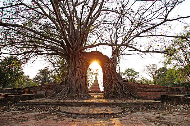 istock Ancient arch in tree root at Wat Phra Ngam, Ayutthaya 517381830
