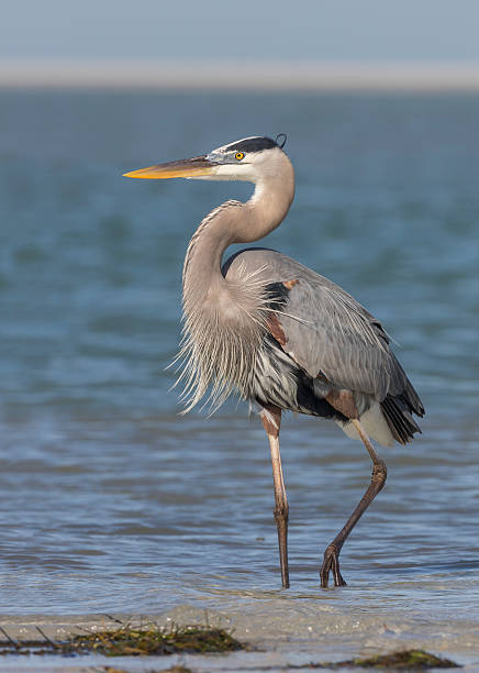 grande airone azzurro in piedi su una spiaggia della florida - freshwater bird animals in the wild feather animal leg foto e immagini stock