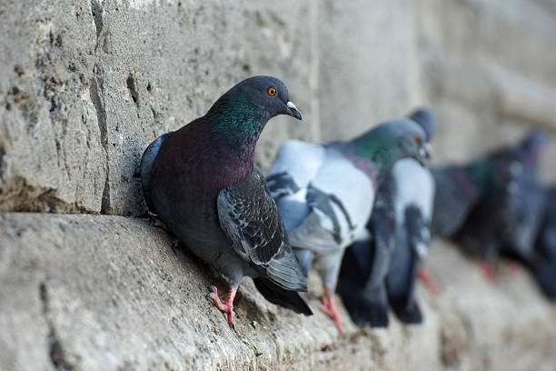 istock Cliffhanger - doves at Yeni Cami I 517381905